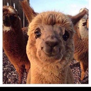 Meet your Posher, Jayne